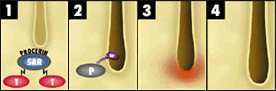 4 Step Illustration of how Procerin Works
